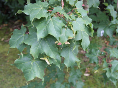 Acer cappadocicum BD source